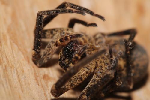 Zoropsis spinimana
